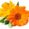 گل همیشه بهار انگلیسیEnglish Marigold